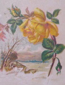 1880s Woolson Spice Lion Coffee Yellow Rose TOledo Ohio Victorian Trade Card