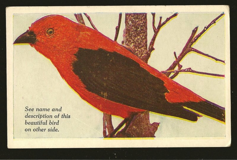 Vintage Scarlet Tanager Art Meredith Publications Des Moines Color Postcard