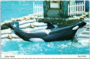 Postcard - Killer Whale - Sea World
