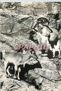 Postcard Modern Mouflons has Tranfusine Headlines Advertisement