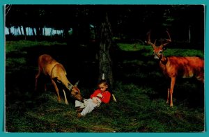 Deer - Too Tired To Proceed - Vacationland Scene - [MX-735]