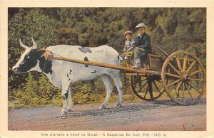 Gaspesian Ox Cart Cow Writing on back 