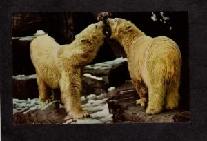 Vanishing Animals Animal Postcard Polar Bears Postcard