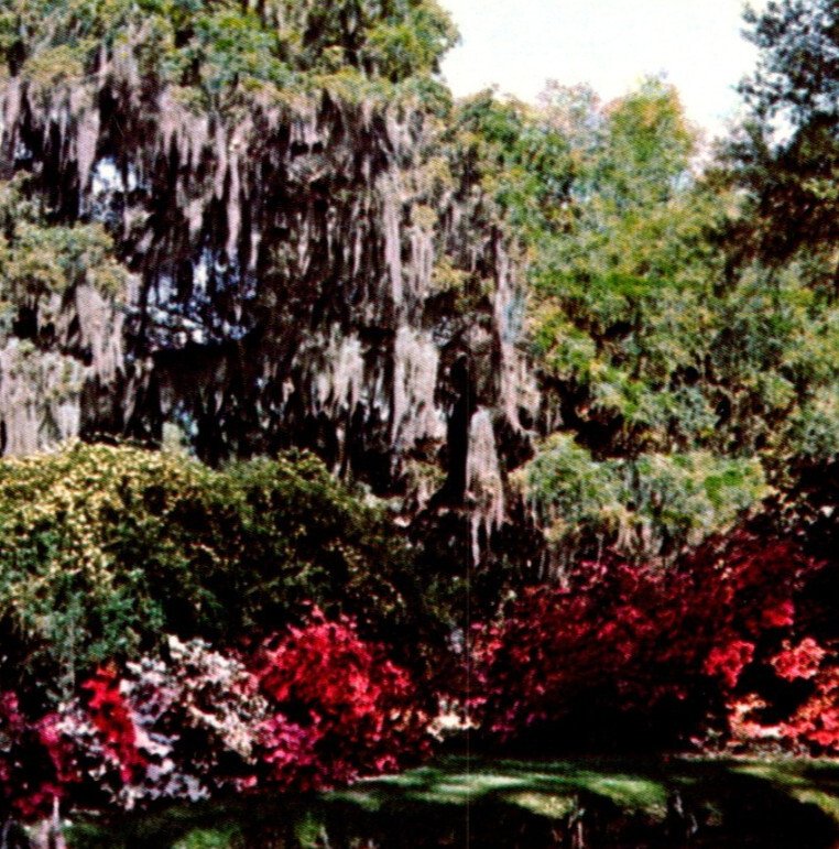 VTG Postcard Magnolia Plantation & Gardens Charleston South Carolina SC c1977s