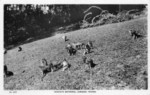 br104251 monkeys botanical gardens penang malaysia real photo