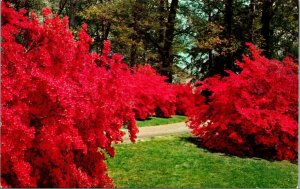 Azalea Blossoms Winterthur Gardens Delaware DE UNP Chrome Postcard A9