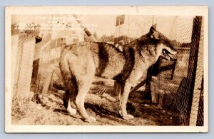 J95/ Lake Placid New York RPPC Postcard c30 Alaska Silver Fox Farms Wolf 116