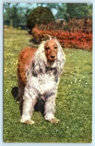 Dog Postcard AFGHAN GREYHOUND Stehli Switzerland Afghan Hound