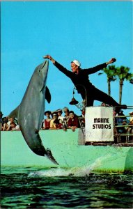 Florida Marineland Marine Studios Porpoise Jumping For Food