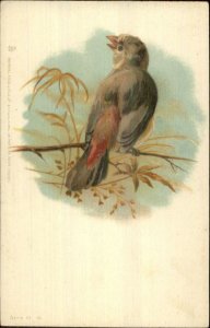 EARLY TUCK Bird on Branch Series 13 #10 c1890s Postcard