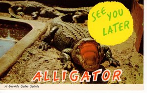 PC6057 A FLORIDA GATOR SALUTE