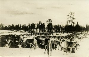 finland suomi, POROAIDALLA, Lapland, Reindeer (1935) RPPC Postcard