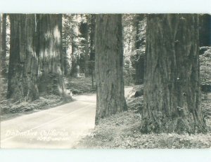 Pre-1950 rppc REDWOOD TREES Around Del Rio & Klamath & Eureka & Redding CA i9881