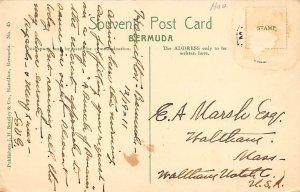 Banana Tree and Fruit Bermuda Postcard