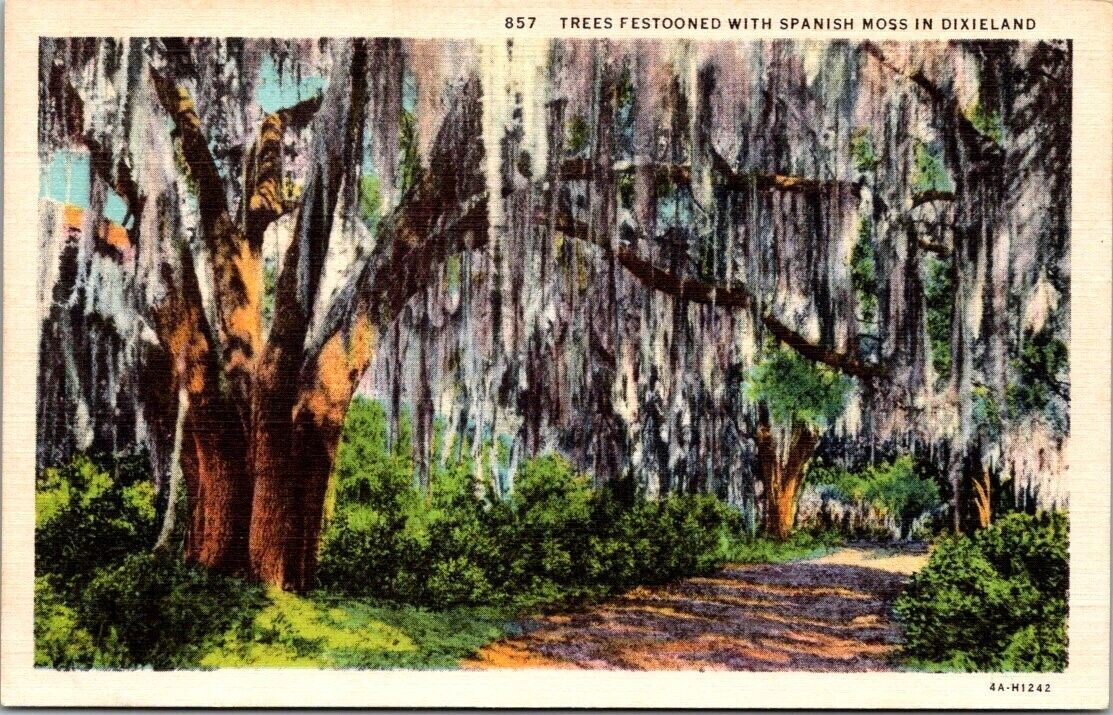 Vintage North Carolina Postcard Trees Festooned with Spanish Moss in