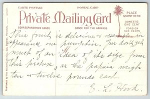 Vintage Hawaii Postcard -  Papaia Fruit Tree  c1899