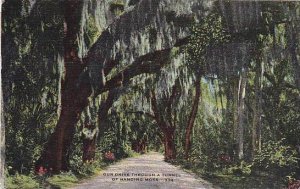 Louisiana Baton RougeOur Drive Through A Tunnel Of Hanging Moss 1958