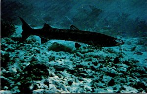 Florida Keys Underwater Shot Of A Barracuda