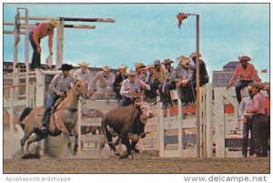 Canada Calgary Stampede Wild Steer Roping