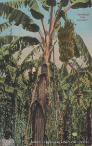 Banana Tree Reading For Cropping Jamaica Old Postcard