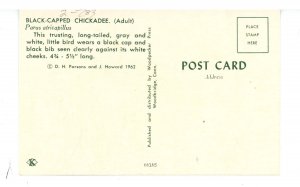 Birds - Black-Capped Chickadee 