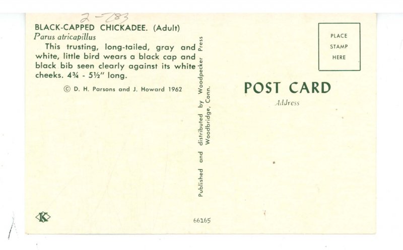 Birds - Black-Capped Chickadee 