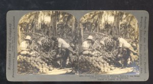 REAL PHOTO PAGJSAGJAN PHILIPPINES P.I. COCONUT HARVESTING STEREOVIEW CARD