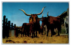 Postcard TX Original Texas Longhorns 