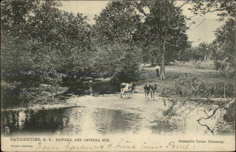 Saugerties NY Sawkill & Catskills Cows c1905 TUCK Postcard