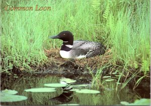 Postcard Common Loon resting on shore