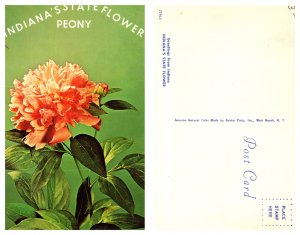 Indiana's State Flower Peony