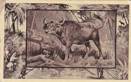 M J Mintz Animal Series The African Buffalo
