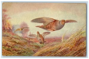 c1910's Pheasants Birds Scene Field Oilette Tuck's Unposted Antique  Postcard