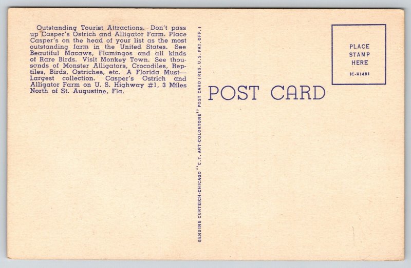 St Augustine Florida~Caspers Farm~Alligator & Ostrich Egg~Linen 1940s Postcard