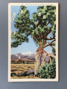 Joshua Palm On The Desert CA Linen Postcard A11498083520