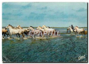 Postcard Modern Camargue Horses in ranch