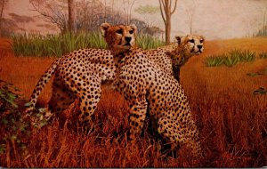 Cheetah Milwaukee Public Museum Diorama