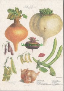 Food & Drink Postcard - Vegetables - Album Vilmorin De Plantes Potageres RR14294