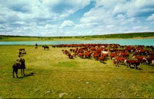 Canada British Columbia Large Herd Of Cattle At Round Up Time