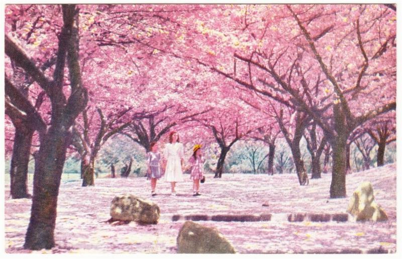 Brooklyn NYC Botanic Garden Cherry Trees on Cherry Lane Postcard 1940s-1950s