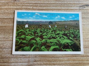 A Typical Tobacco Field, Sunny Dixie, Linen, 1940, Canceled Postcard
