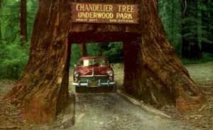 Chandelier Drive Thru Tree - MIsc, California CA  