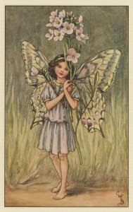 The Ladys Smock Flower Fairy Old Book Stunning Postcard