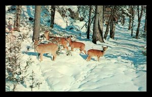 Vintage Deer in Snowy Woods Old Town Maine Postcard 5-64