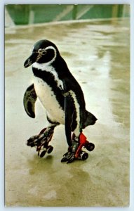 SEA WORLD, San Diego California CA ~ ROLLIE Roller Skating Penguin Postcard