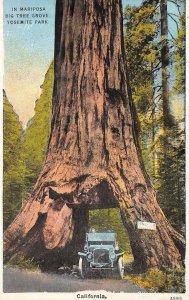 MARIPOSA BIG TREE GROVE Yosemite Park, CA Drive-Thru Tree 1938 Vintage Postcard