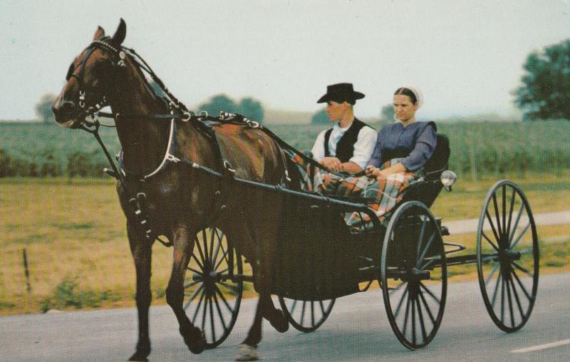 Amish Courting Buggy Postcard Pennsylvania Dutch Horse