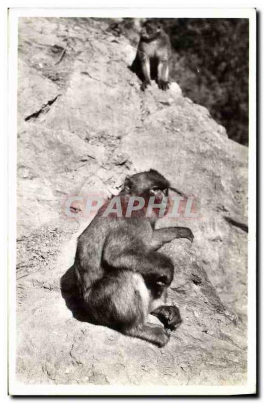 Old Postcard Monkey Blida An old used to stream the monkeys