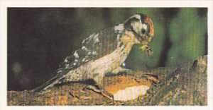 Brooke Bond Vintage Trade Card Woodland Wildlife 1980 No 17 Lesser Spotted Wo...