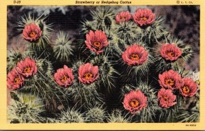 Cactus Strawberry Or Hedgehog Cactus In Bloom Curteich